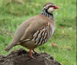 Upland Bird