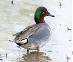 Waterfowl